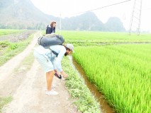 ninh binh (baie d'halong version terrestre)